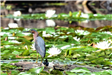 Bird Among Lilypads (JPG)