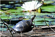 Turtle and Waterlilies (JPG)