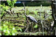 Blue Heron (JPG)