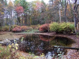 Pelham pond during the fall.