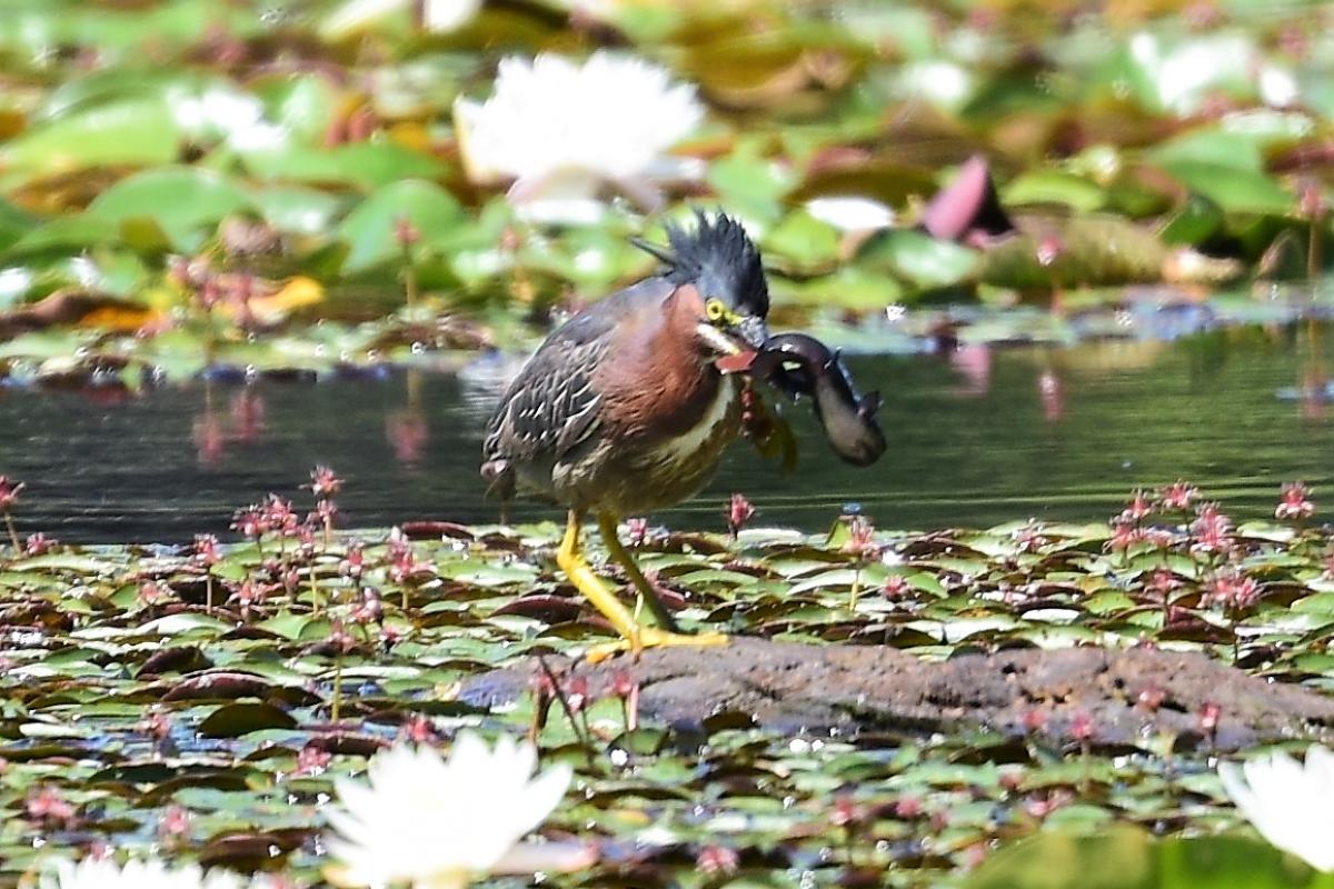 Bird with Fish (JPG)
